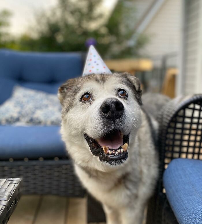 Man Adopts Abandoned Senior Husky And Sheds Light On Important Issues