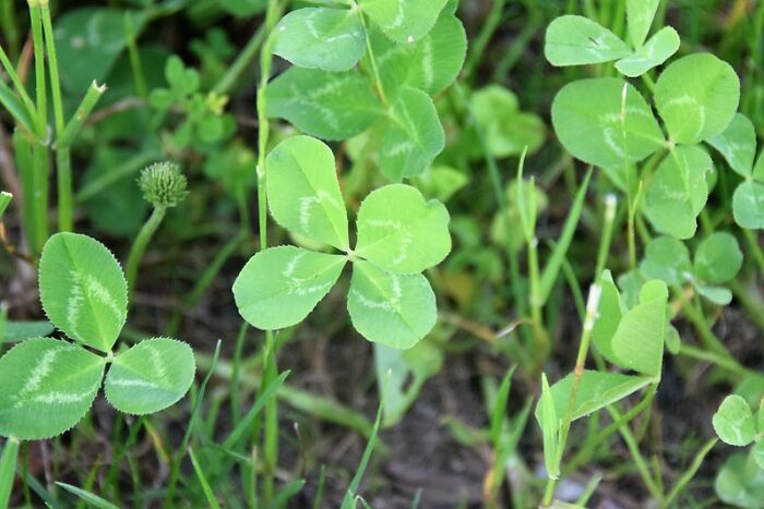 Someone Online Wondered: “What’s A Random Fact You Think Is Worth Sharing?“, And 30 Users Delivered