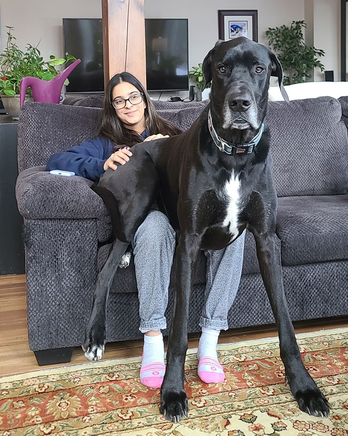 "Because Of Corbin's Size, Some People Find Him Scary": 150-Lb Great Dane Breaks Misconceptions By Being The Best Foster Dad To Kittens "Because Of Corbin's Size, Some People Find Him Scary": 150-Lb Great Dane Breaks Misconceptions By Being The Best Foster Dad To Kittens