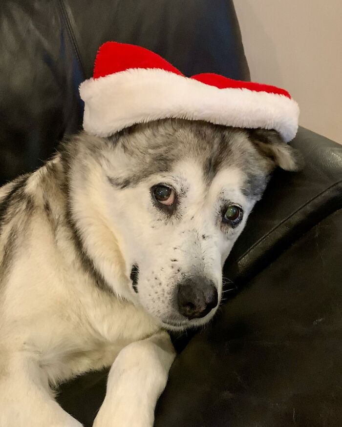 Man Adopts Abandoned Senior Husky And Sheds Light On Important Issues