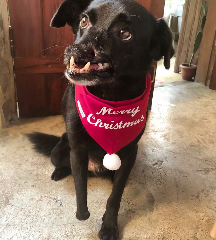 Meet Odin, The Dog Who Lost Part Of His Snout In An Accident And Still Found Kindness In His Owner Who Adopted Him After He Spent 3 Years In A Shelter