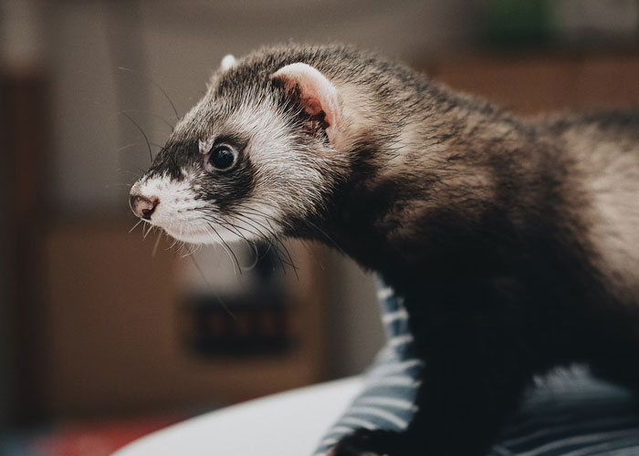 Estos operadores del 911 cuentan cuáles fueron las llamadas más tontas que recibieron que no eran urgentes en absoluto