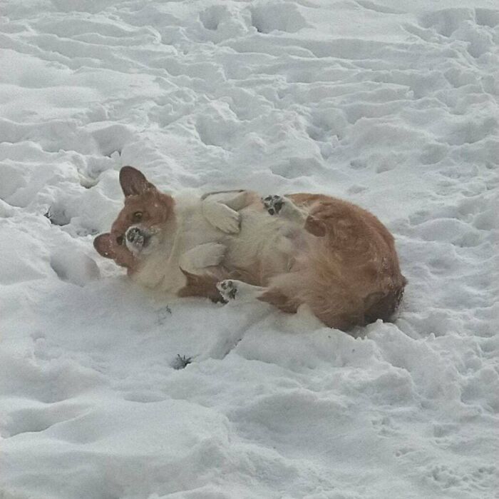 Ollie desaprueba que se le interrumpa durante sus felices revolcones en la nieve