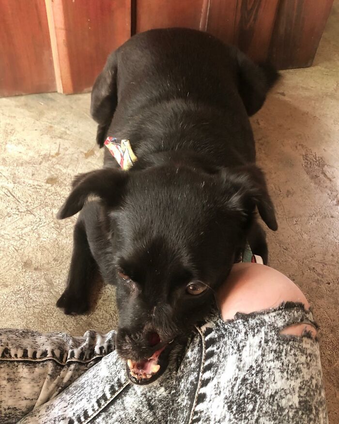 Meet Odin, The Dog Who Lost Part Of His Snout In An Accident And Still Found Kindness In His Owner Who Adopted Him After He Spent 3 Years In A Shelter