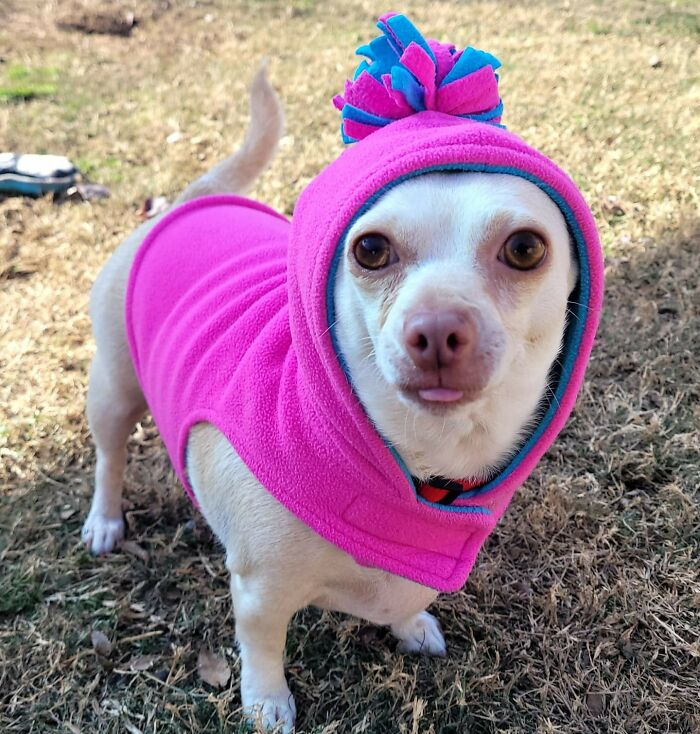 This Chihuahua Was Left In A Shelter To Be Euthanized Because Of Her Weight This Chihuahua Was Left In A Shelter To Be Euthanized Because Of Her Weight