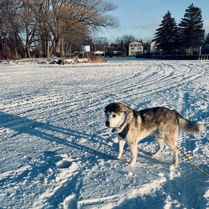 Man Adopts Abandoned Senior Husky And Sheds Light On Important Issues