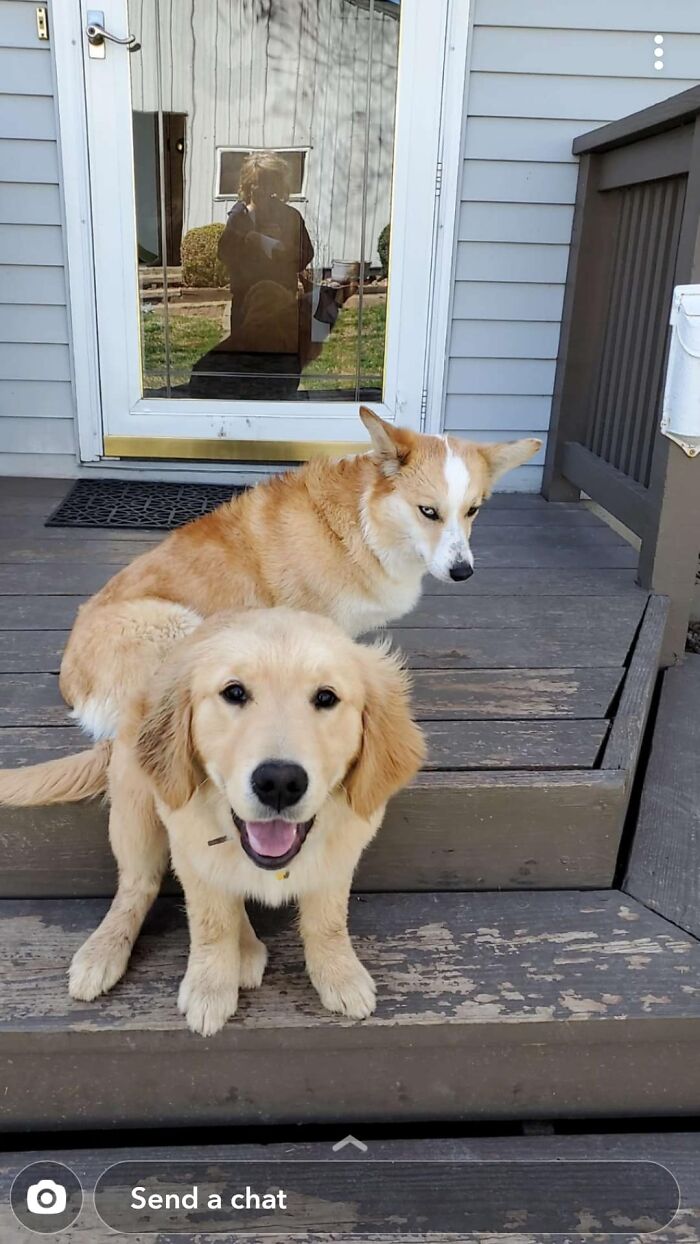 Corkie desaprueba el cachorro del vecino