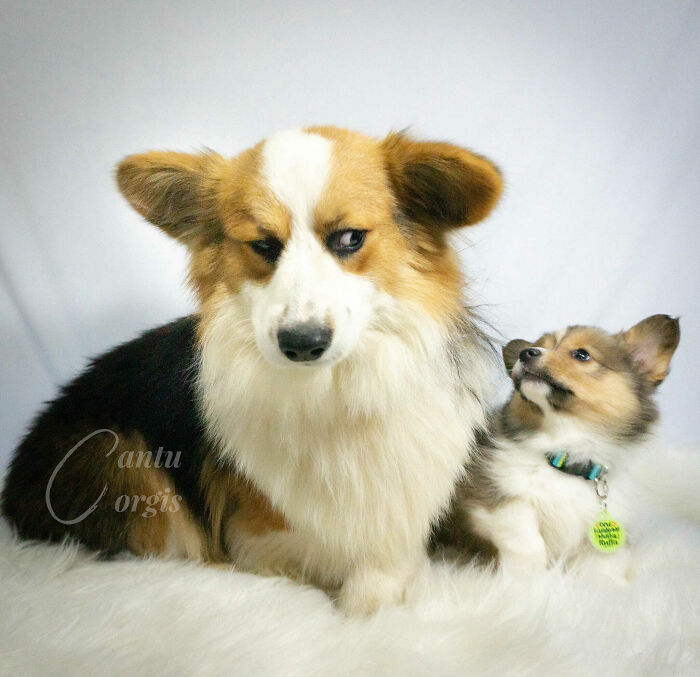 La desaprobación de Daxx a su nuevo hermano menor Dutton