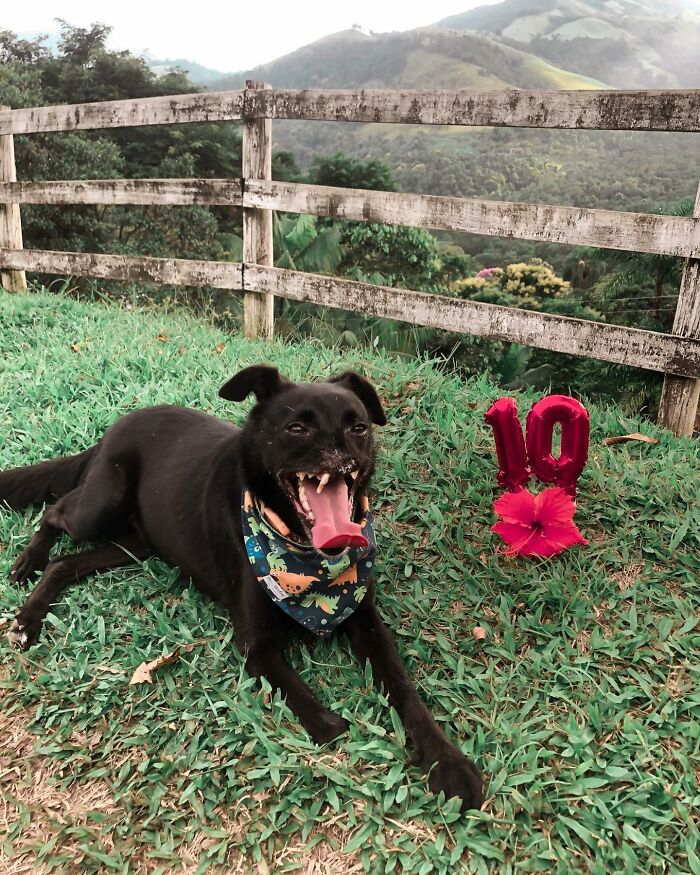 Meet Odin, The Dog Who Lost Part Of His Snout In An Accident And Still Found Kindness In His Owner Who Adopted Him After He Spent 3 Years In A Shelter