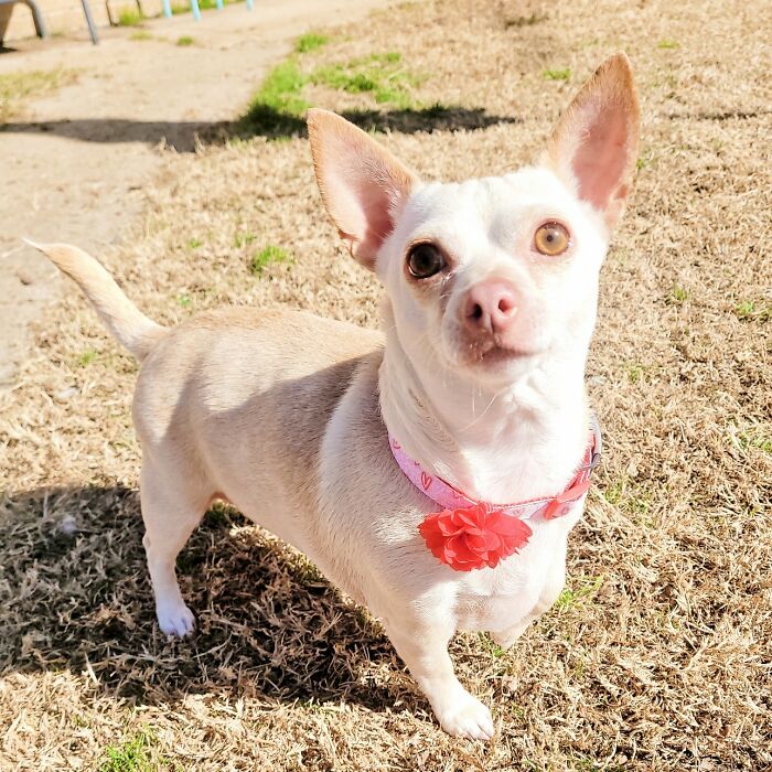 This Chihuahua Was Left In A Shelter To Be Euthanized Because Of Her Weight This Chihuahua Was Left In A Shelter To Be Euthanized Because Of Her Weight