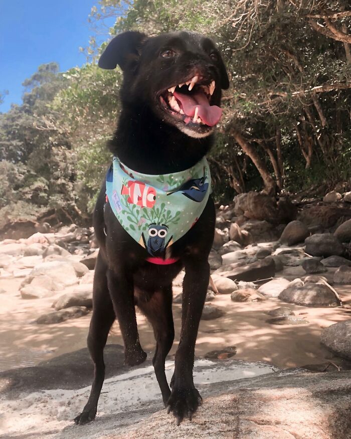 Meet Odin, The Dog Who Lost Part Of His Snout In An Accident And Still Found Kindness In His Owner Who Adopted Him After He Spent 3 Years In A Shelter