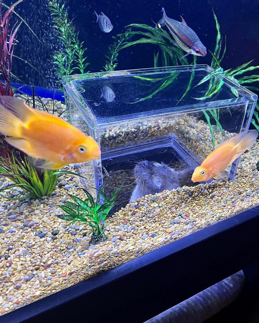 Este gato tiene su propio acuario hecho a medida que le permite observar a los peces de forma segura