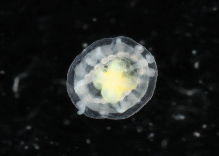 'What Is A Scientific Fact That Absolutely Blows Your Mind?': People Share 35 Incredible Facts About Our World