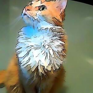 anacristinabarretosilva avatar