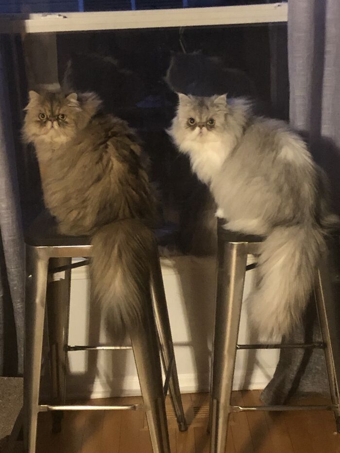 Caramel And Stormy, Scared Of Their Sister