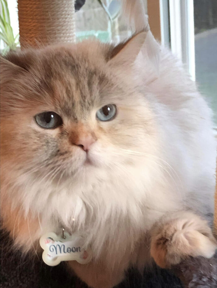 Our Beautiful Darling Moon.