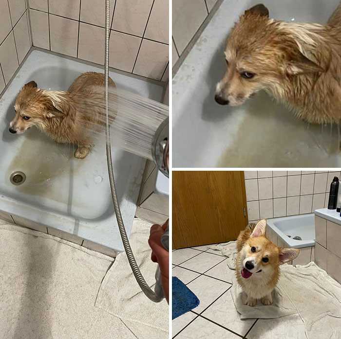 Mango Strongly Disapproves Of Taking A Bath. (No Corgis Were Harmed In This Picture)