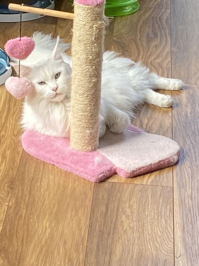 Casper, Boo And Opal The Maine Coon Too….