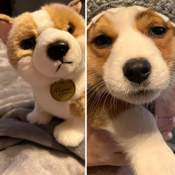 Hershel Was Not Impressed With His Momma’s New Stuffed Animal