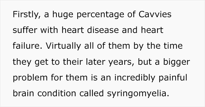 Veterinarian Goes To TikTok To Explain The Deal With Norway Banning The Breeding Of English Bulldogs And Cavalier King Charles Spaniels