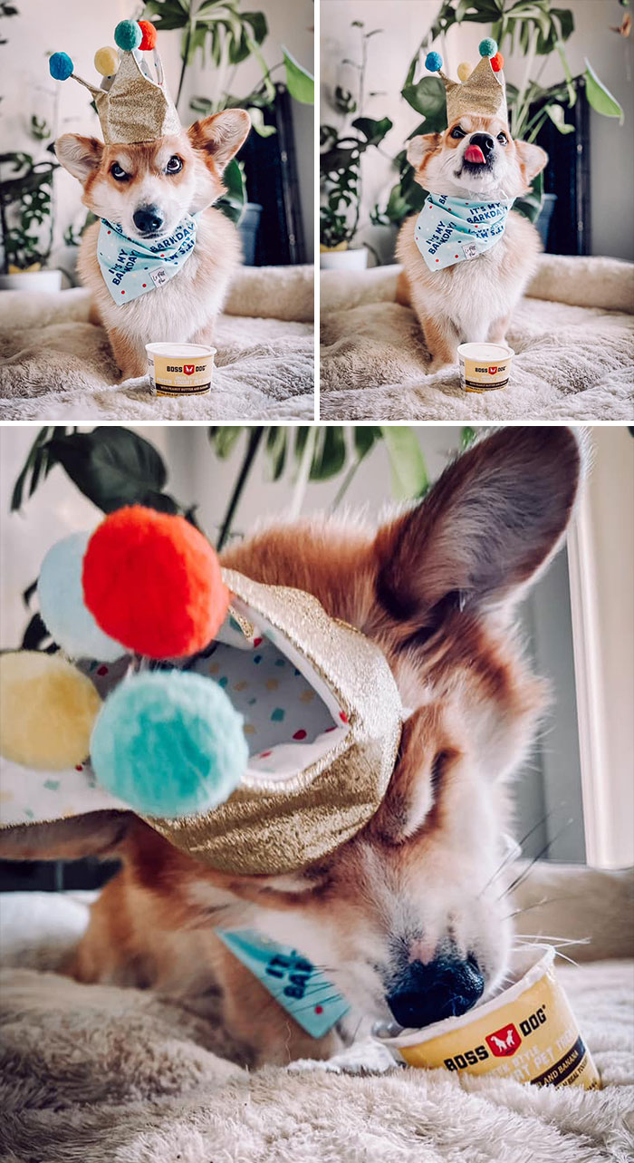 Bentley Disapproves Of Corgmahm Making Him Wait For His Barkday Ice Cream To Take Pics!