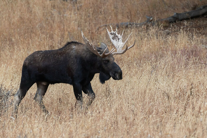 Someone Online Wondered: “What’s A Random Fact You Think Is Worth Sharing?“, And 30 Users Delivered