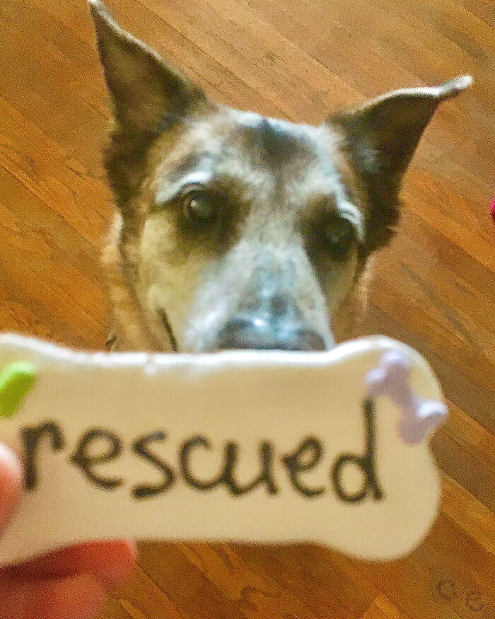 A Present In Her Rescue Anniversary- Rip Simmy