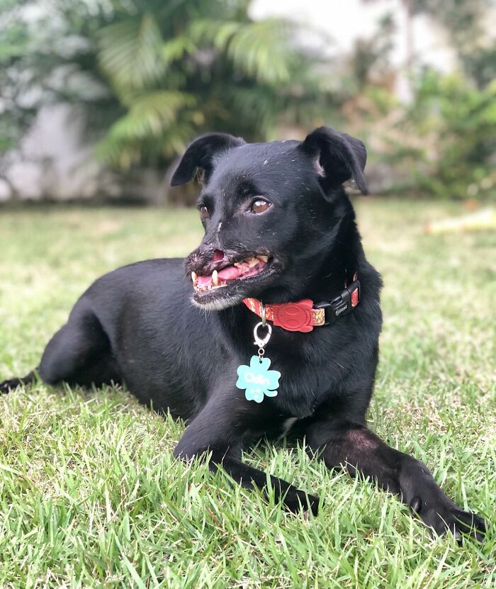 Meet Odin, The Dog Who Lost Part Of His Snout In An Accident And Still Found Kindness In His Owner Who Adopted Him After He Spent 3 Years In A Shelter