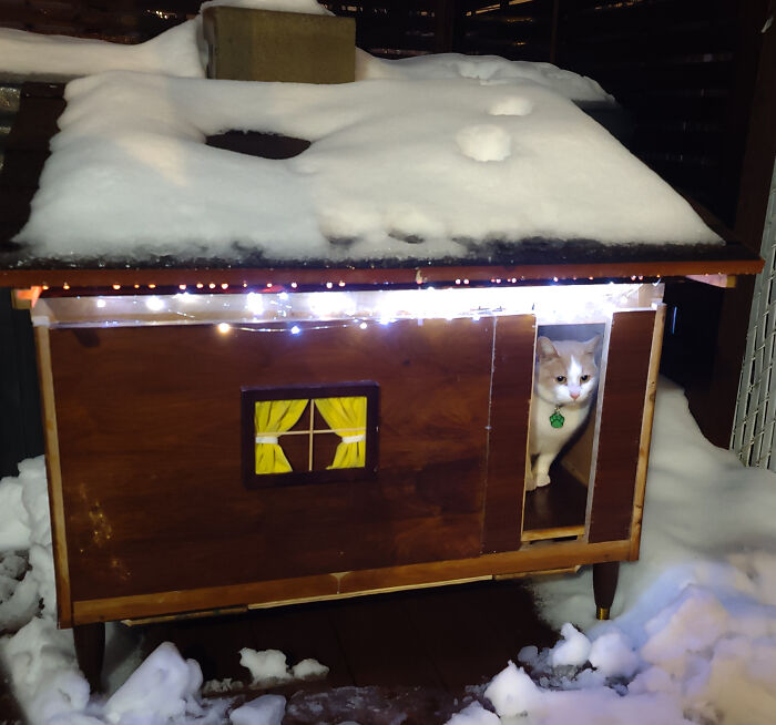 We Made A Heated Winter Cabin For Lynk, The Neighbour's Cat Who Spends All Of His Time In Our Backyard Playing With Our Dog
