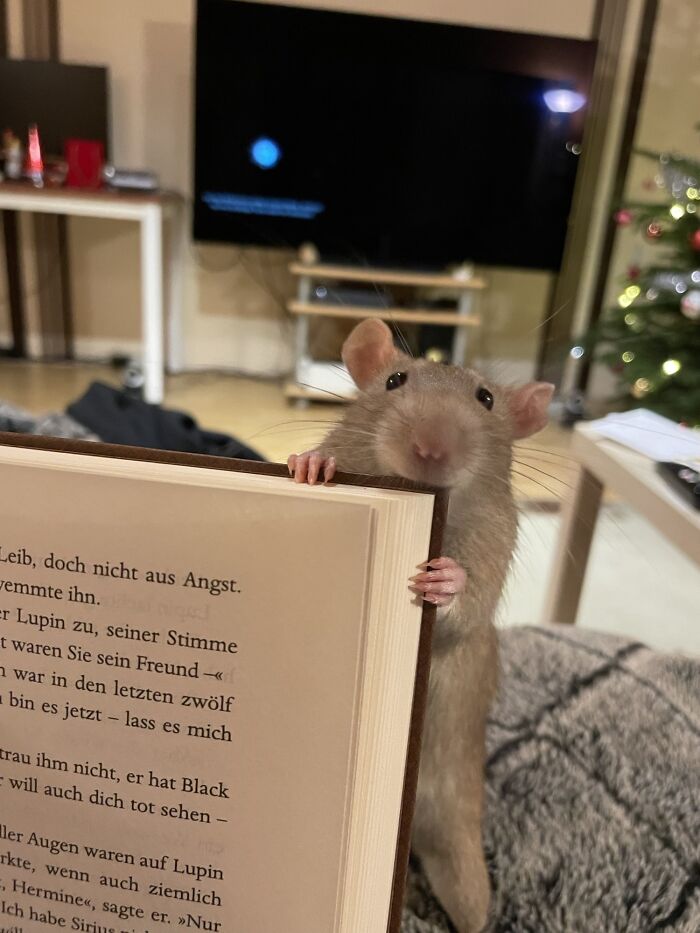 May I Introduce You To One Of My Precious Rats - Gizmo