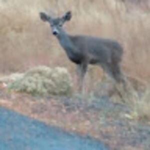 astoriamcdonaldmcdonald avatar