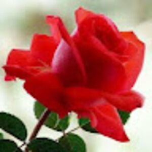 christinahoneycutt avatar