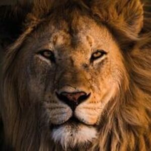 peachestv1623 avatar