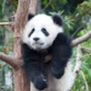 blackpandaismyname avatar