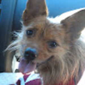 kelliedaviscurtis avatar