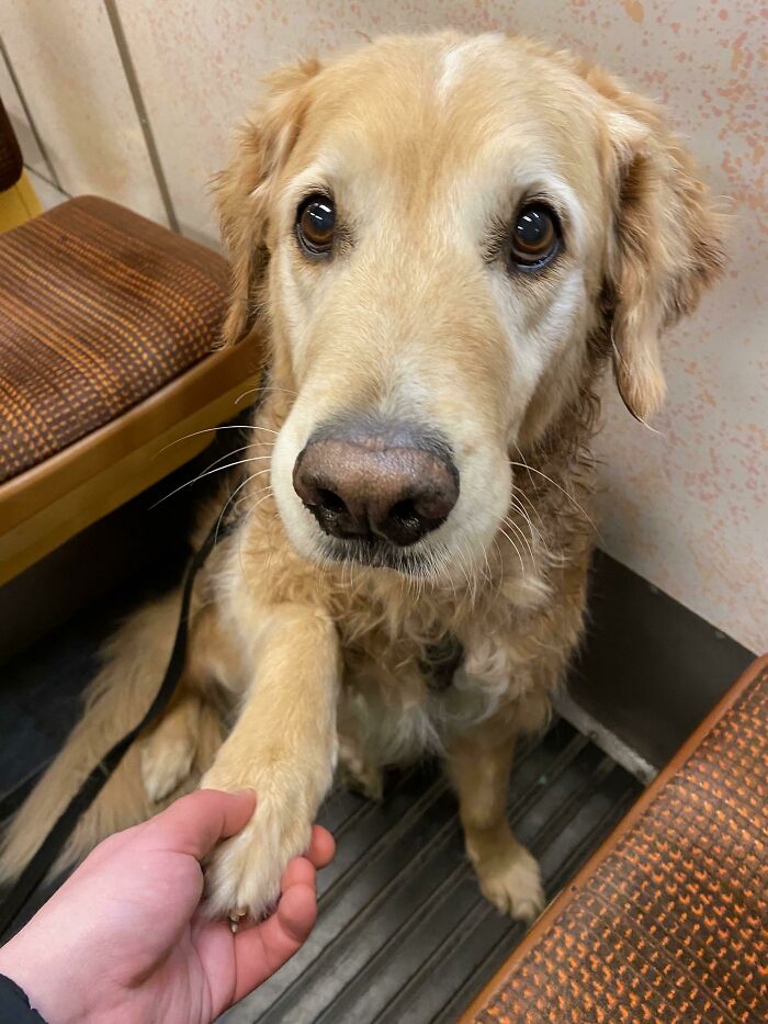 My Handsome Old Golden Retriever/Border Collie Man (11 Years Old) Taking A Subway Ride With Me. The Best Friend I Could Ever Wish For