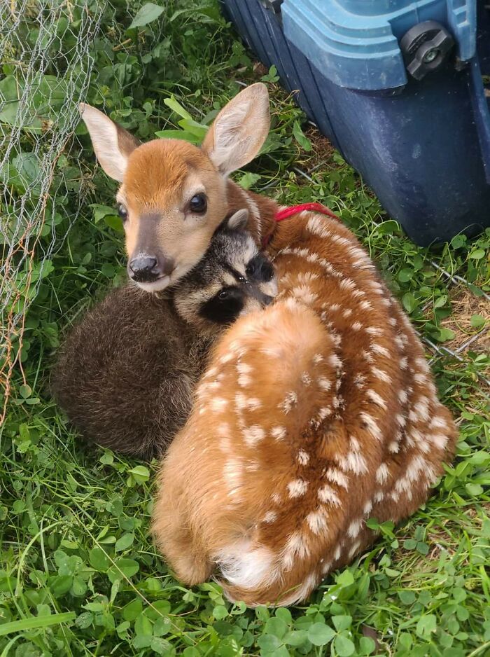 My Local Wildlife Shelter Had One Of Their Soft Release Raccoons Manage To Sneak Over The Fence And Into The Deer Pen. Adorableness Ensued