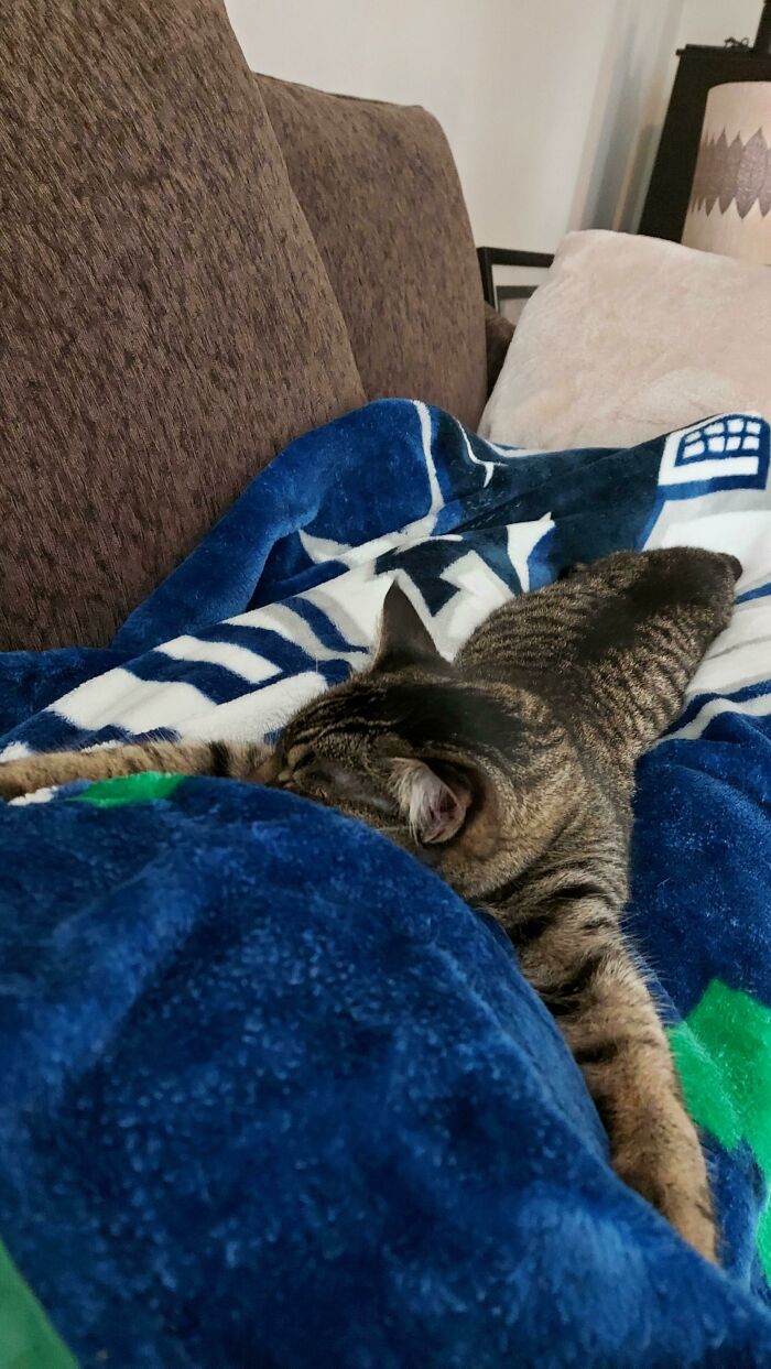 Murphy Likes To Hug My Pregnant Tum. The Baby Was Going Crazy, So I Think He Or She Can Feel The Purring Vibrations