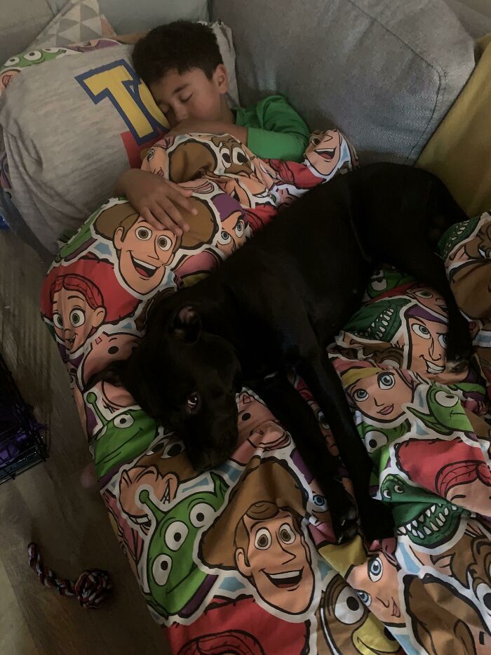 We Had My Nephew For The Night, He Fell Asleep On The Sofa So Bruce Made Sure He Was Safe