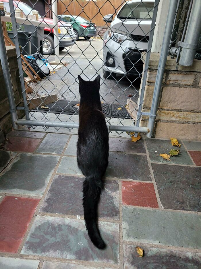 My Dad Passed Away 2 Days Ago And Was Inseparable From His Cat. He Refuses To Leave This Spot Where He Can See The Driveway. He's Waiting For My Dad To Get Home