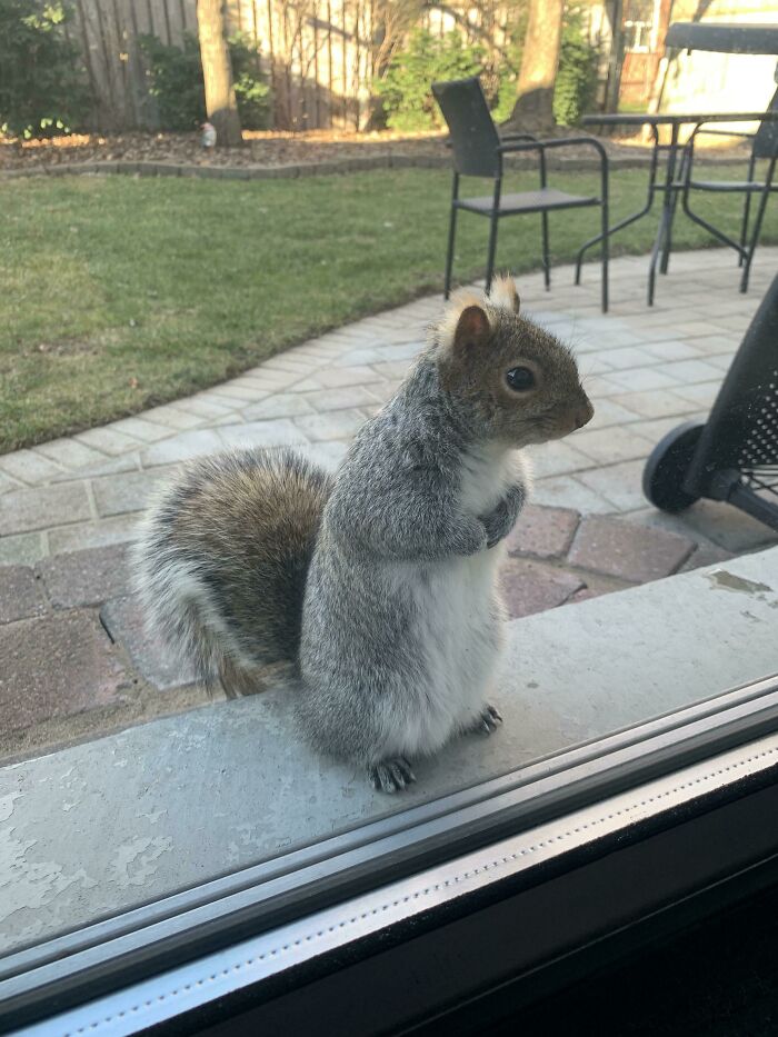 We Fed Our Backyard Squirrel Once. Meet Frankie At Our Backyard Door Waiting For More Nuts