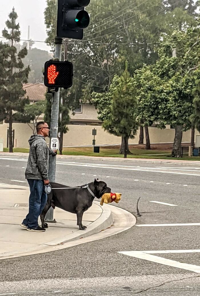 Snapped This Pic Of This Huge Pitbull And His Pooh Bear While I Was Out Running Errands This Morning. So Adorable