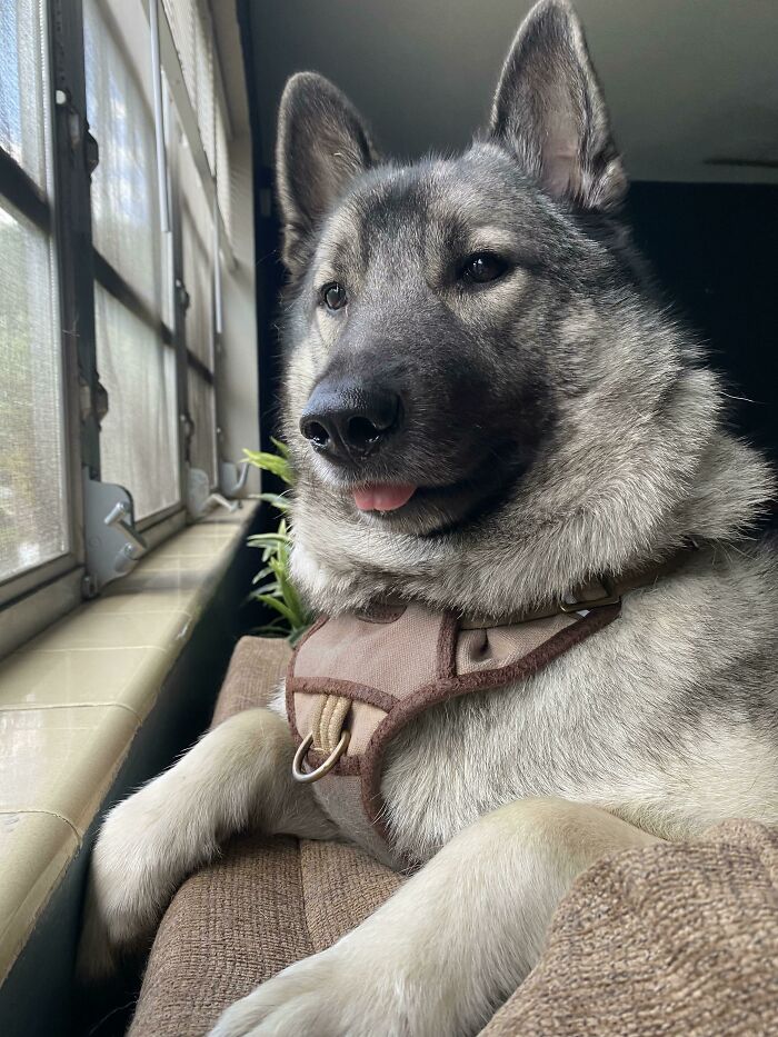 My Wife Sent Me This Picture When I Got Home. Smokey Knows The Sound Of My Car
