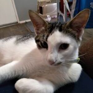 salinasshari99 avatar