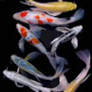 victoriacleveland avatar