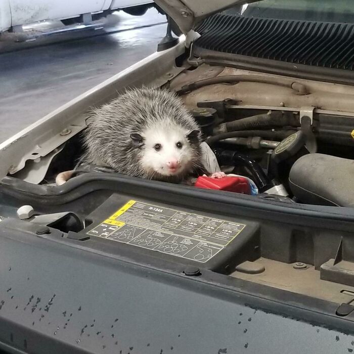 Shop Has A New Mascot