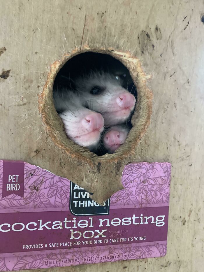 I Raise And Rehab Baby Opossums! I’ve Been Taking Care Of These Guys Since They Were The Size Of My Thumb And I Released Them In The Fall