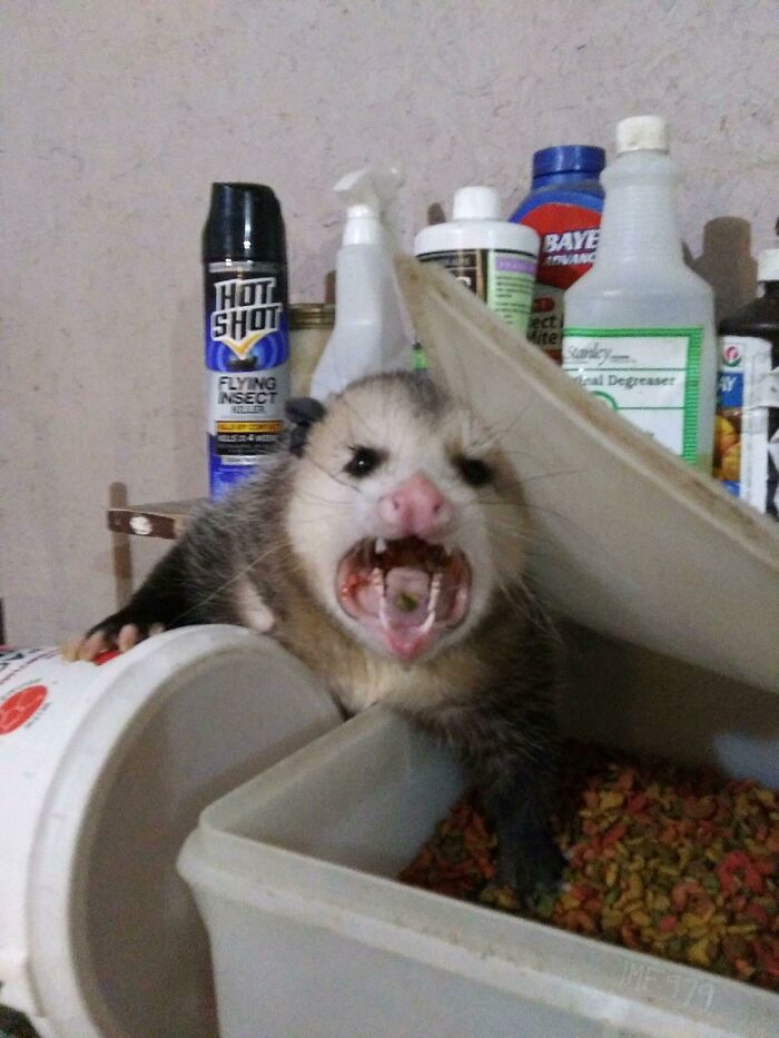 Caught This Guy Stealing Cat Food