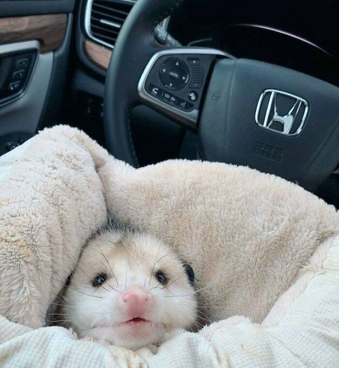 Burrito With Extra Poss