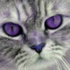 kittenkat_1 avatar